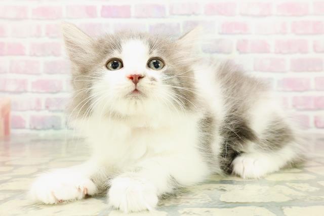 東京都のノルウェージャンフォレストキャット (Coo&RIKU高円寺店/2025年10月24日生まれ/女の子/ブルーホワイト)の子猫の2枚目の画像