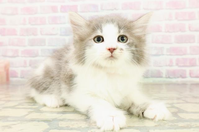 東京都のノルウェージャンフォレストキャット (Coo&RIKU高円寺店/2025年10月24日生まれ/女の子/ブルーホワイト)の子猫の3枚目の画像