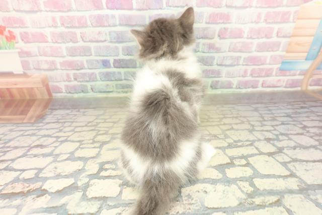 東京都のノルウェージャンフォレストキャット (Coo&RIKU高円寺店/2025年10月24日生まれ/女の子/ブルーホワイト)の子猫の4枚目の画像