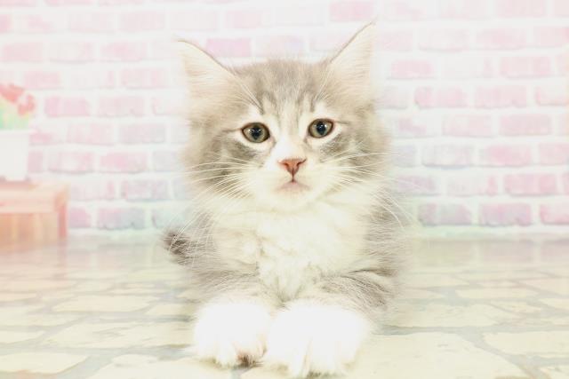 神奈川県のノルウェージャンフォレストキャット (Coo&RIKU長津田店/2025年10月24日生まれ/男の子/ブルータビーホワイト)の子猫の1枚目の画像