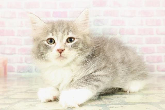 神奈川県のノルウェージャンフォレストキャット (Coo&RIKU長津田店/2025年10月24日生まれ/男の子/ブルータビーホワイト)の子猫の2枚目の画像