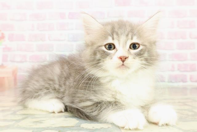 神奈川県のノルウェージャンフォレストキャット (Coo&RIKU長津田店/2025年10月24日生まれ/男の子/ブルータビーホワイト)の子猫の3枚目の画像