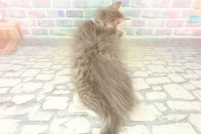 神奈川県のノルウェージャンフォレストキャット (Coo&RIKU長津田店/2025年10月24日生まれ/男の子/ブルータビーホワイト)の子猫の4枚目の画像