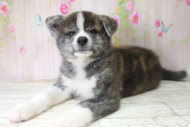 北海道の秋田犬 (Coo&RIKU札幌西店/2025年10月25日生まれ/男の子/虎)の子犬の2枚目の画像