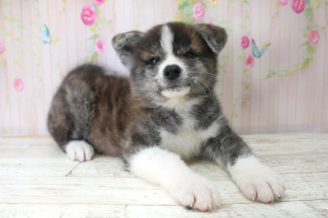 北海道の秋田犬 (Coo&RIKU札幌西店/2025年10月25日生まれ/男の子/虎)の子犬の3枚目の画像