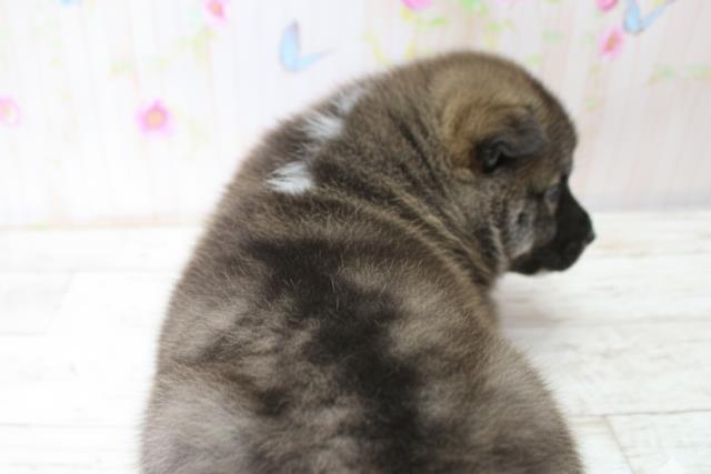 北海道の秋田犬 (Coo&RIKU札幌西店/2025年10月25日生まれ/男の子/虎)の子犬の4枚目の画像