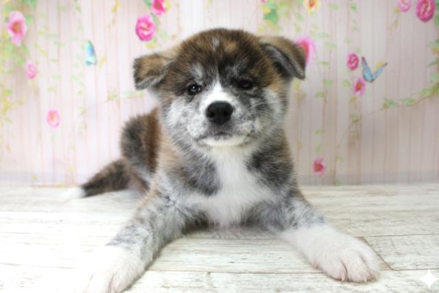 福島県の秋田犬 (Coo&RIKUいわき店/2025年10月25日生まれ/男の子/虎)の子犬の1枚目の画像