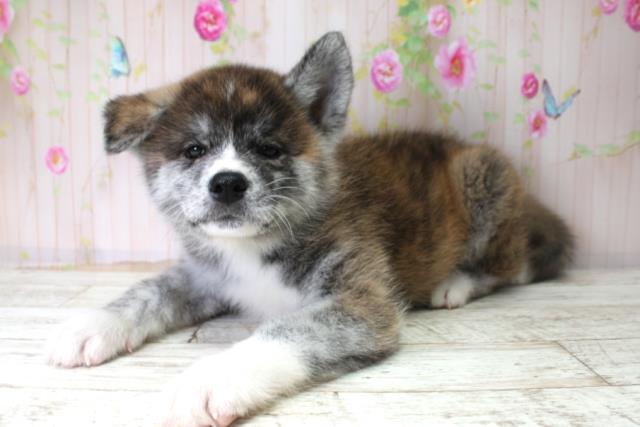 福島県の秋田犬 (Coo&RIKUいわき店/2025年10月25日生まれ/男の子/虎)の子犬の2枚目の画像