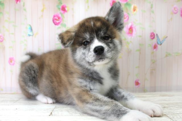 福島県の秋田犬 (Coo&RIKUいわき店/2025年10月25日生まれ/男の子/虎)の子犬の3枚目の画像