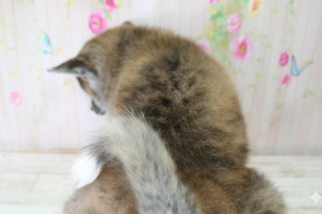 福島県の秋田犬 (Coo&RIKUいわき店/2025年10月25日生まれ/男の子/虎)の子犬の4枚目の画像