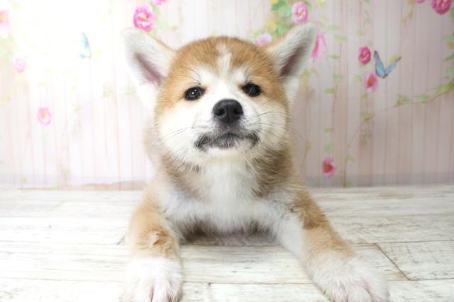 福島県の秋田犬 (Coo&RIKU会津若松店/2025年10月25日生まれ/女の子/赤)の子犬の1枚目の画像