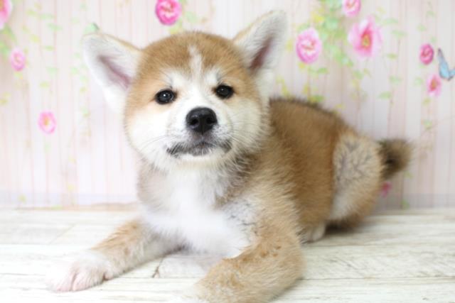 福島県の秋田犬 (Coo&RIKU会津若松店/2025年10月25日生まれ/女の子/赤)の子犬の2枚目の画像