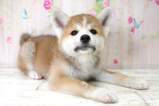 福島県の秋田犬 (Coo&RIKU会津若松店/2025年10月25日生まれ/女の子/赤)の子犬の3枚目の画像