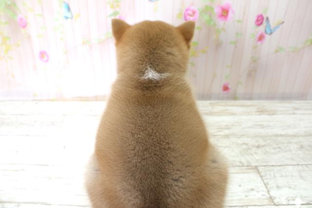 福島県の秋田犬 (Coo&RIKU会津若松店/2025年10月25日生まれ/女の子/赤)の子犬の4枚目の画像