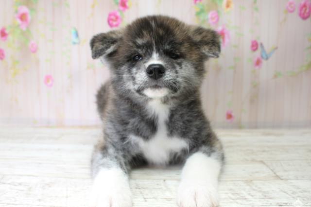 岩手県の秋田犬 (Coo&RIKU岩手盛岡店/2025年10月25日生まれ/女の子/虎)の子犬の1枚目の画像