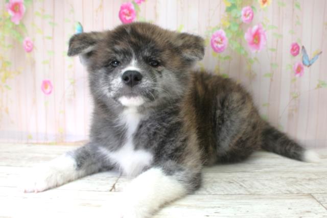 岩手県の秋田犬 (Coo&RIKU岩手盛岡店/2025年10月25日生まれ/女の子/虎)の子犬の2枚目の画像