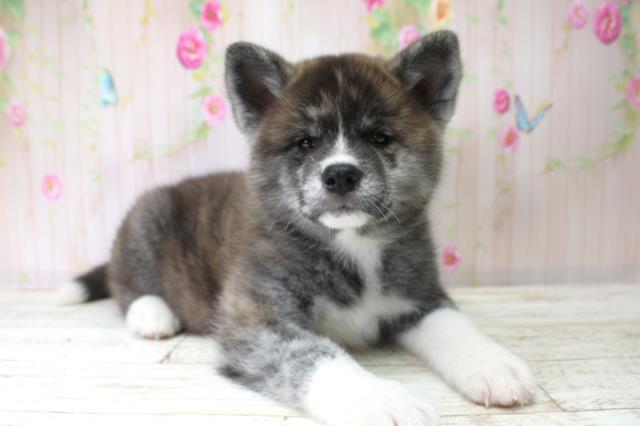 岩手県の秋田犬 (Coo&RIKU岩手盛岡店/2025年10月25日生まれ/女の子/虎)の子犬の3枚目の画像