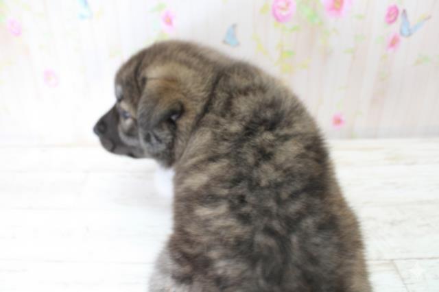 岩手県の秋田犬 (Coo&RIKU岩手盛岡店/2025年10月25日生まれ/女の子/虎)の子犬の4枚目の画像