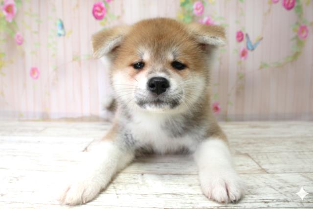 新潟県の秋田犬 (Coo&RIKU長岡店/2025年10月25日生まれ/女の子/赤)の子犬の1枚目の画像