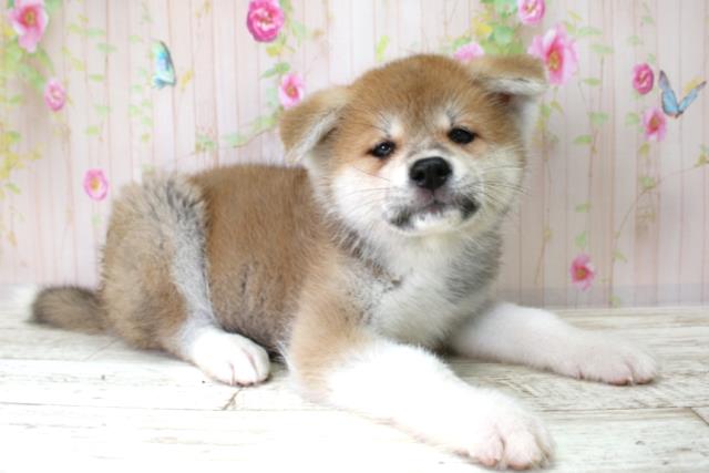 新潟県の秋田犬 (Coo&RIKU長岡店/2025年10月25日生まれ/女の子/赤)の子犬の3枚目の画像