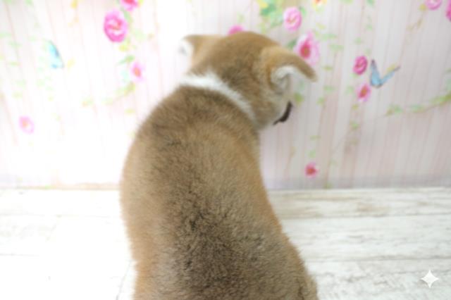 新潟県の秋田犬 (Coo&RIKU長岡店/2025年10月25日生まれ/女の子/赤)の子犬の4枚目の画像