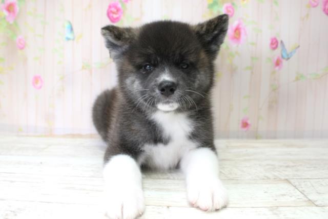 東京都の秋田犬 (Coo&RIKU江戸川店/2025年10月25日生まれ/女の子/虎)の子犬の1枚目の画像