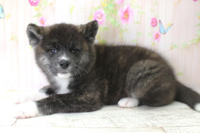 東京都の秋田犬 (Coo&RIKU江戸川店/2025年10月25日生まれ/女の子/虎)の子犬の2枚目の画像