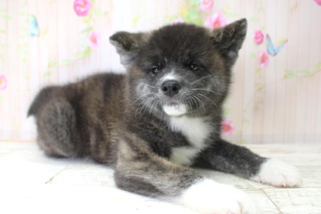 東京都の秋田犬 (Coo&RIKU江戸川店/2025年10月25日生まれ/女の子/虎)の子犬の3枚目の画像