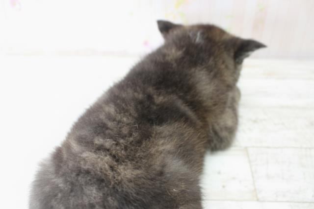 東京都の秋田犬 (Coo&RIKU江戸川店/2025年10月25日生まれ/女の子/虎)の子犬の4枚目の画像