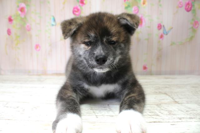 埼玉県の秋田犬 (Coo&RIKU所沢店/2025年10月25日生まれ/女の子/虎)の子犬の1枚目の画像