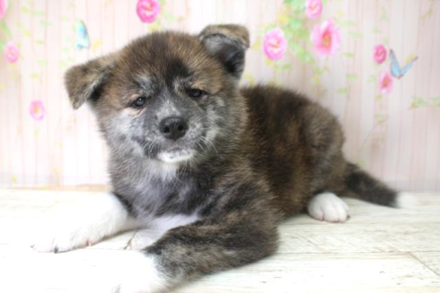 埼玉県の秋田犬 (Coo&RIKU所沢店/2025年10月25日生まれ/女の子/虎)の子犬の2枚目の画像