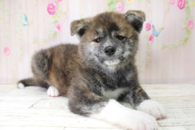 埼玉県の秋田犬 (Coo&RIKU所沢店/2025年10月25日生まれ/女の子/虎)の子犬の3枚目の画像