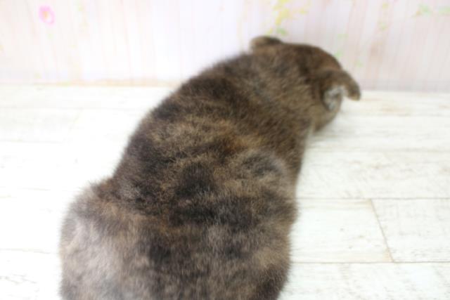 埼玉県の秋田犬 (Coo&RIKU所沢店/2025年10月25日生まれ/女の子/虎)の子犬の4枚目の画像