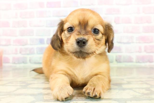 埼玉県のチワックス(チワワ×ダックス) (Coo&RIKUアニマルケアセンター大宮/2025年10月17日生まれ/女の子/レッド)の子犬の1枚目の画像