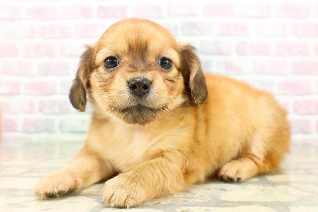 埼玉県のチワックス(チワワ×ダックス) (Coo&RIKUアニマルケアセンター大宮/2025年10月17日生まれ/女の子/レッド)の子犬の2枚目の画像