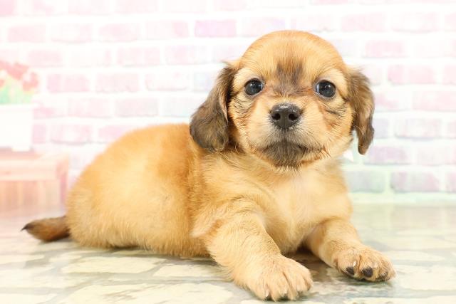 埼玉県のチワックス(チワワ×ダックス) (Coo&RIKUアニマルケアセンター大宮/2025年10月17日生まれ/女の子/レッド)の子犬の3枚目の画像