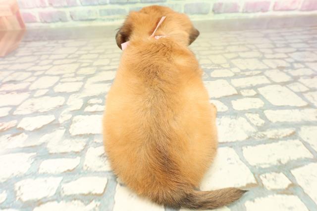 埼玉県のチワックス(チワワ×ダックス) (Coo&RIKUアニマルケアセンター大宮/2025年10月17日生まれ/女の子/レッド)の子犬の4枚目の画像