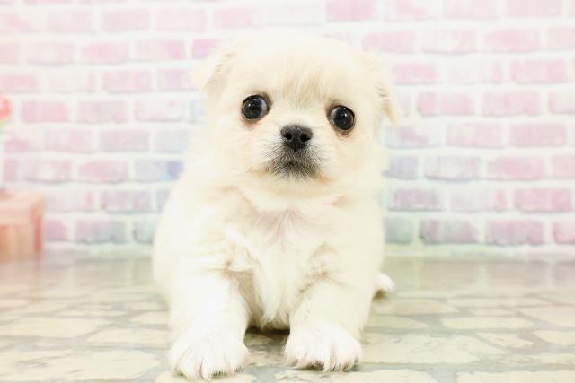 埼玉県のチワペキ/ペキチー/ペキチワ(チワワ×ペキニーズ) (Coo&RIKUアニマルケアセンター大宮/2025年10月15日生まれ/女の子/ホワイト)の子犬の1枚目の画像