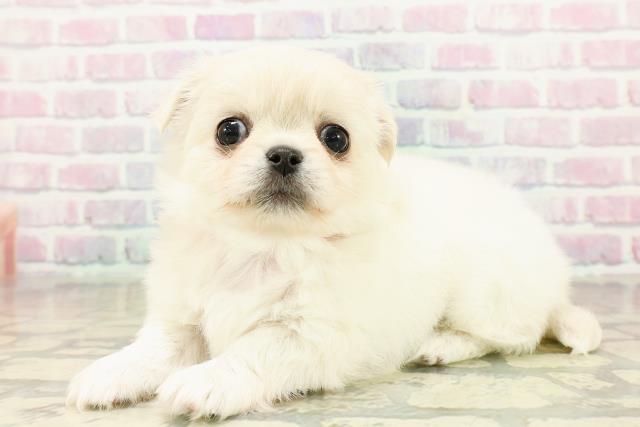 埼玉県のチワペキ/ペキチー/ペキチワ(チワワ×ペキニーズ) (Coo&RIKUアニマルケアセンター大宮/2025年10月15日生まれ/女の子/ホワイト)の子犬の2枚目の画像