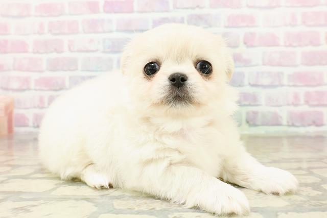 埼玉県のチワペキ/ペキチー/ペキチワ(チワワ×ペキニーズ) (Coo&RIKUアニマルケアセンター大宮/2025年10月15日生まれ/女の子/ホワイト)の子犬の3枚目の画像