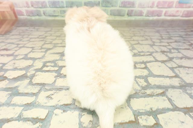 埼玉県のチワペキ/ペキチー/ペキチワ(チワワ×ペキニーズ) (Coo&RIKUアニマルケアセンター大宮/2025年10月15日生まれ/女の子/ホワイト)の子犬の4枚目の画像