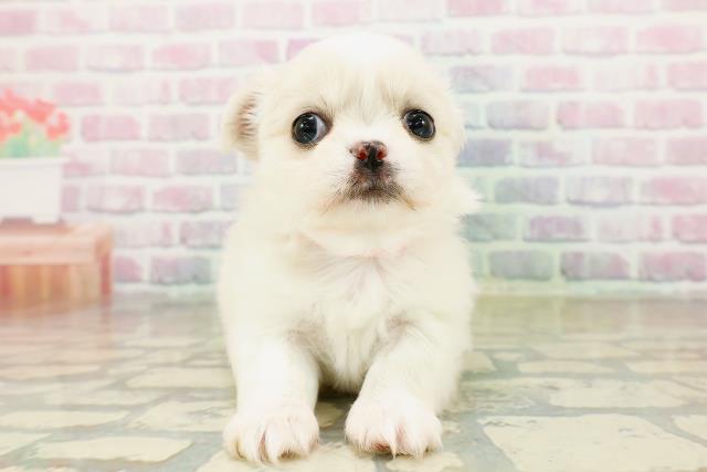 埼玉県のチワペキ/ペキチー/ペキチワ(チワワ×ペキニーズ) (Coo&RIKUアニマルケアセンター大宮/2025年10月15日生まれ/女の子/ホワイト)の子犬の1枚目の画像
