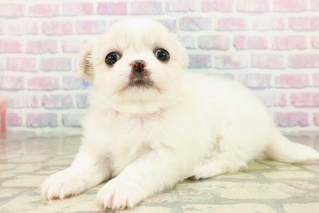 埼玉県のチワペキ/ペキチー/ペキチワ(チワワ×ペキニーズ) (Coo&RIKUアニマルケアセンター大宮/2025年10月15日生まれ/女の子/ホワイト)の子犬の2枚目の画像