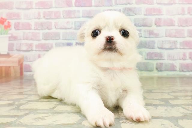 埼玉県のチワペキ/ペキチー/ペキチワ(チワワ×ペキニーズ) (Coo&RIKUアニマルケアセンター大宮/2025年10月15日生まれ/女の子/ホワイト)の子犬の3枚目の画像