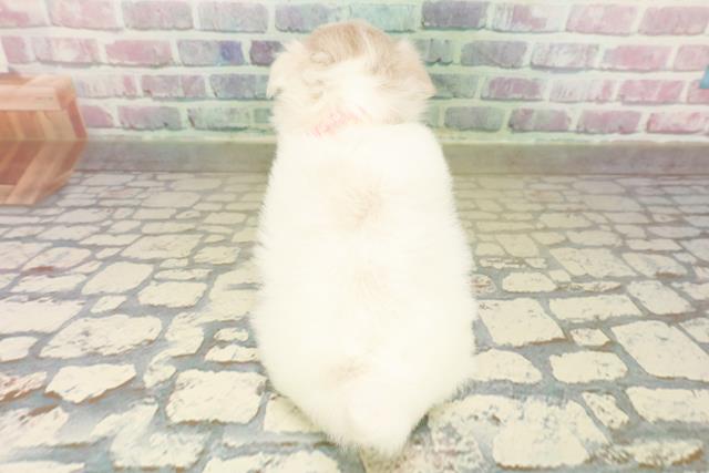 埼玉県のチワペキ/ペキチー/ペキチワ(チワワ×ペキニーズ) (Coo&RIKUアニマルケアセンター大宮/2025年10月15日生まれ/女の子/ホワイト)の子犬の4枚目の画像