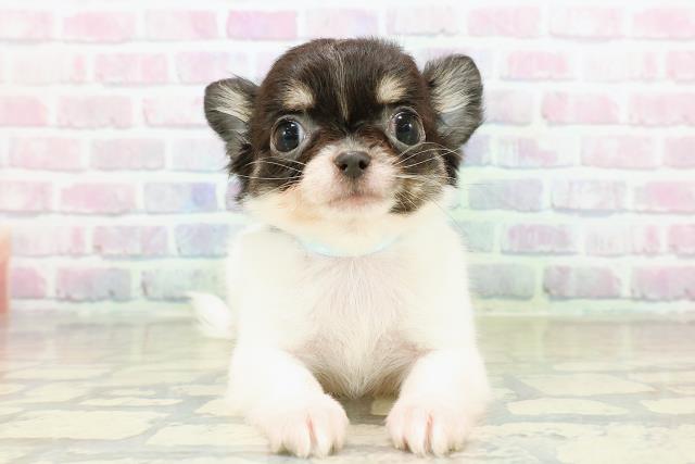 チワワ(ロングコート)