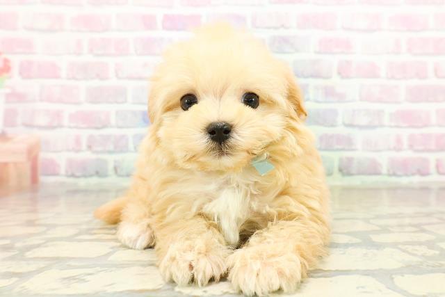 東京都のマルプー(マルチーズ×プードル) (Coo&RIKU赤坂店/2025年10月19日生まれ/男の子/アプリコット)の子犬の1枚目の画像
