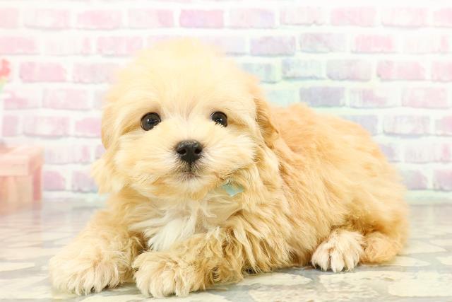 東京都のマルプー(マルチーズ×プードル) (Coo&RIKU赤坂店/2025年10月19日生まれ/男の子/アプリコット)の子犬の2枚目の画像