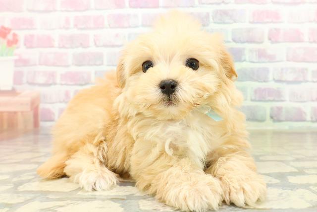 東京都のマルプー(マルチーズ×プードル) (Coo&RIKU赤坂店/2025年10月19日生まれ/男の子/アプリコット)の子犬の3枚目の画像