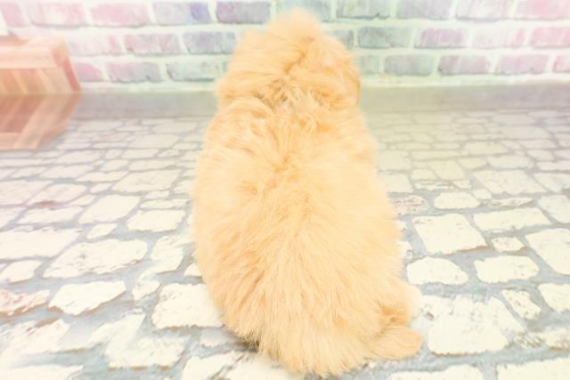 東京都のマルプー(マルチーズ×プードル) (Coo&RIKU赤坂店/2025年10月19日生まれ/男の子/アプリコット)の子犬の4枚目の画像